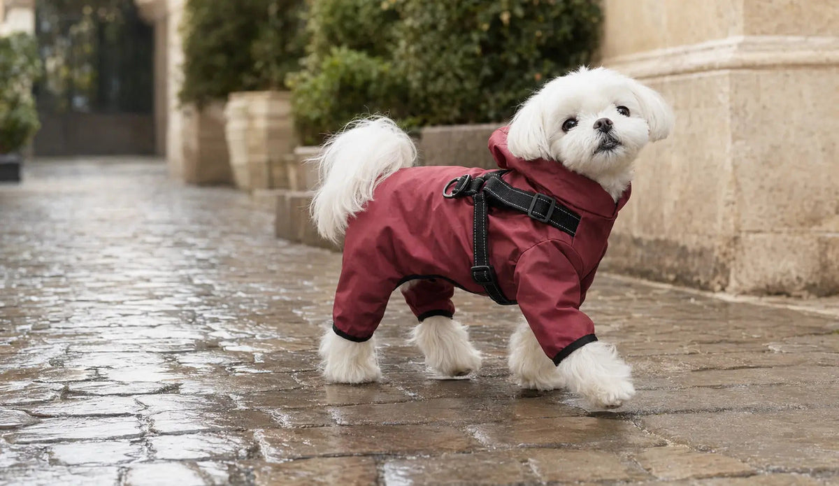 Petit chien blanc en imperméable bordeaux sous la pluie